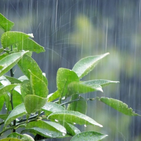 記録的長雨と熱中症対策について